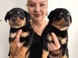 Muhteşem Koca Kafa Rottweiler Yavrularımız