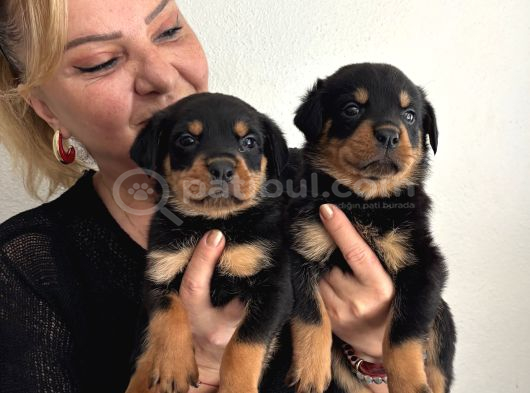 Muhteşem Koca Kafa Rottweiller Yavrularımız görsel