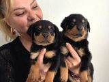 Muhteşem Koca Kafa Rottweiler Yavrularımız