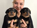 Muhteşem Koca Kafa Rottweiler Yavrularımız