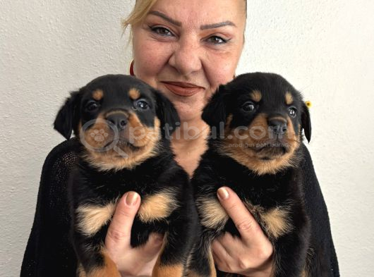 Muhteşem Koca Kafa Rottweiler Yavrularımız görsel