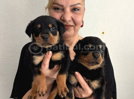 Muhteşem Koca kafa rottweiller yavrularımız