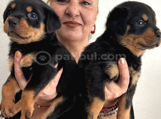 Muhteşem Koca Kafa Rottweiller Yavrularımız görsel