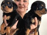 Muhteşem Koca Kafa Rottweiler Yavrularımız