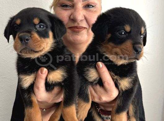 Muhteşem Koca Kafa Rottweiller Yavrularımız görsel