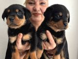 Muhteşem Koca Kafa Rottweiler Yavrularımız