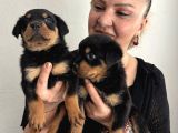 Muhteşem Koca Kafa Rottweiller Yavrularımız
