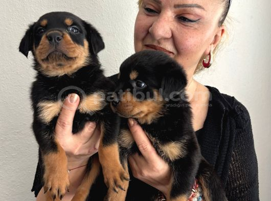 Muhteşem Koca Kafa Rottweiller Yavrularımız görsel