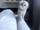 British Shorthair Lilac scotish Silver Yavrularımız
