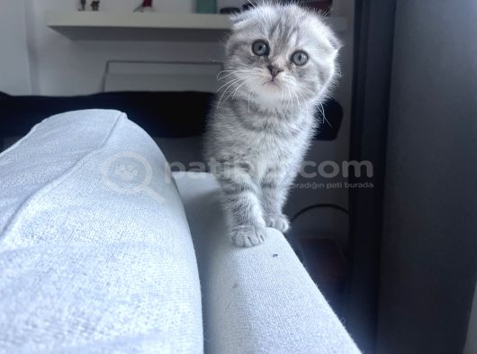 British Shorthair Lilac Scotish Silver Yavrularımız