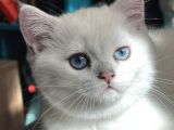 Dişi Silver Shaded British