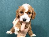 MİNİ BOY MALTİPOO BEBEKLER