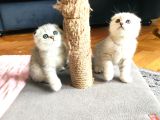 Silver Scottish Fold
