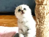 Silver Scottish Fold