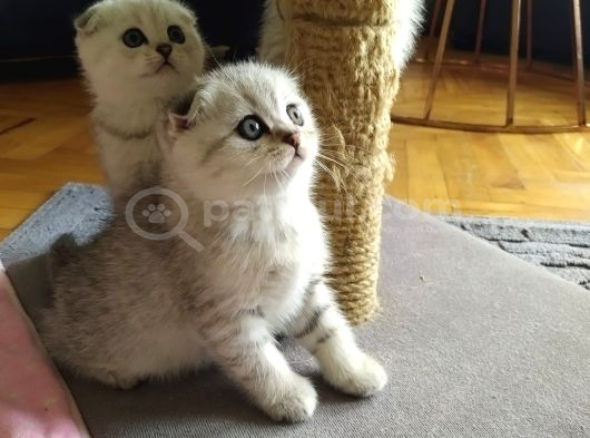 Silver Scottish Fold görsel
