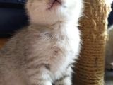Silver Scottish Fold