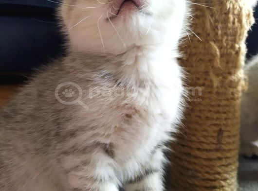 Silver Scottish Fold görsel