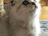 Silver Scottish Fold