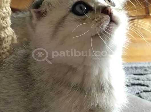 Silver Scottish Fold görsel