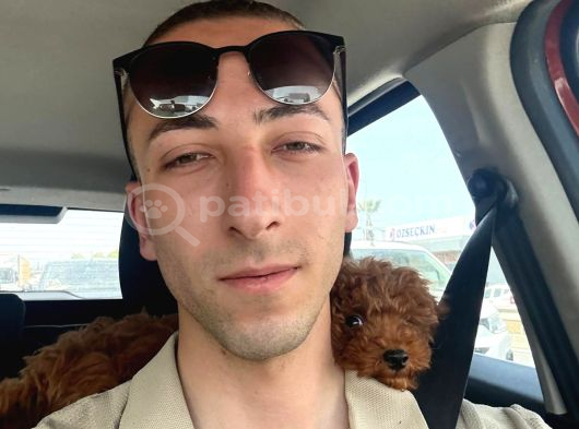 Bakimlari Tam Malzemeleri̇ İle Bi̇rli̇kte Bebek Toy Poodle görsel