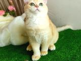 Golden British Shorthair  Yakişikli Yavru Karşinizda