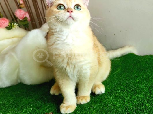 Golden British Shorthair  Yakişikli Yavru Karşinizda görsel