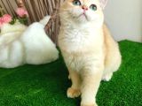 GOLDEN BRITISH SHORTHAIR  YAKIŞIKLI YAVRU KARŞINIZDA