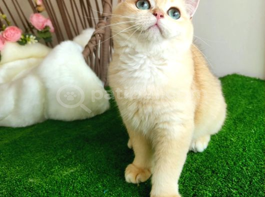 Golden British Shorthair  Yakişikli Yavru Karşinizda