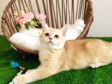 Golden British Shorthair  Yakişikli Yavru Karşinizda