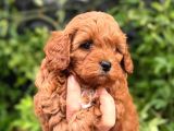 Korea Teacup Maltipoo Bebekleri̇mi̇z