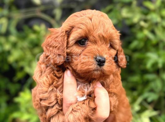 Korea Teacup Maltipoo Bebekleri̇mi̇z görsel