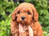 Korea Teacup Maltipoo Bebekleri̇mi̇z