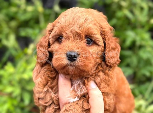 Korea Teacup Maltipoo Bebekleri̇mi̇z görsel