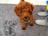 BAKIMLARI TAM MALZEMELERİ İLE BİRLİKTE BEBEK TOY POODLE