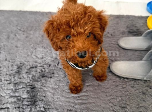 Bakimlari Tam Malzemeleri̇ İle Bi̇rli̇kte Bebek Toy Poodle