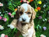 evinizin neşesi olacak maltipoo bebekler