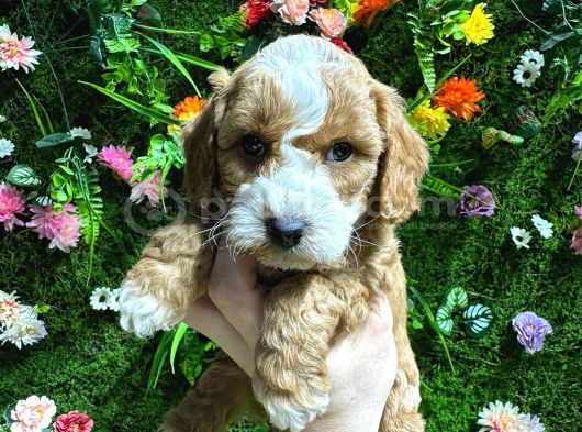 Evinizin Neşesi Olacak Maltipoo Bebekler