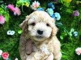 Küt Burun Malti̇poo Bebekler