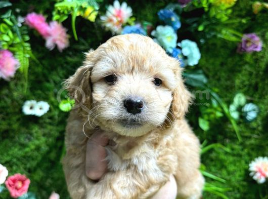Küt Burun Malti̇poo Bebekler görsel