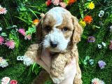 Evinizin Neşesi Olacak Maltipoo Bebekler