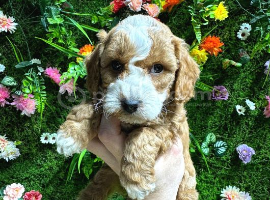 Evinizin Neşesi Olacak Maltipoo Bebekler görsel