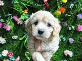 safkan maltipoo yavrular