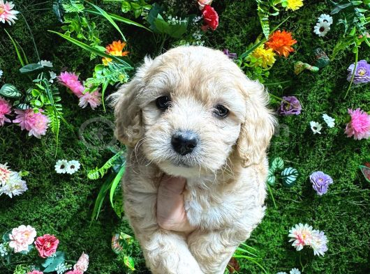 Safkan Maltipoo Yavrular