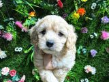 Safkan Maltipoo Yavrular