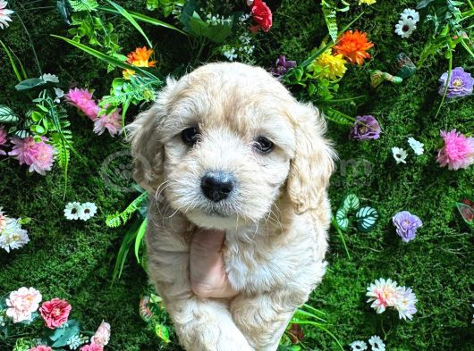 Safkan Maltipoo Yavrular görsel