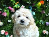 BABY FACE MALTİPOO BEBEKLER
