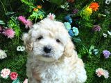 Baby Face Malti̇poo Bebekler