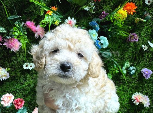 Baby Face Malti̇poo Bebekler görsel