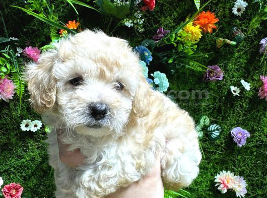 Baby Face Malti̇poo Bebekler görsel