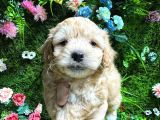 KÜT BURUN MALTİPOO BEBEKLER